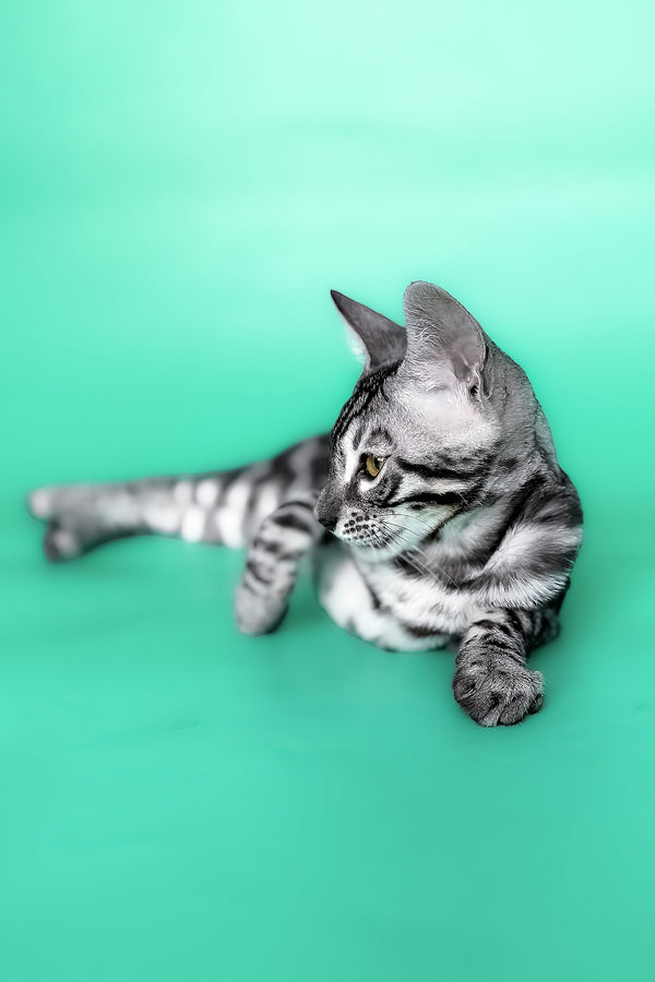 Hermes | Bengal Kitten