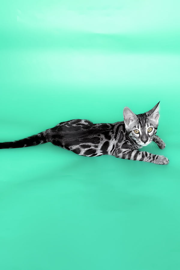 Hermes | Bengal Kitten