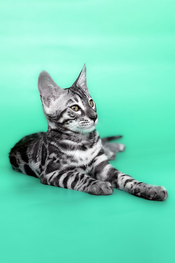 Hermes | Bengal Kitten