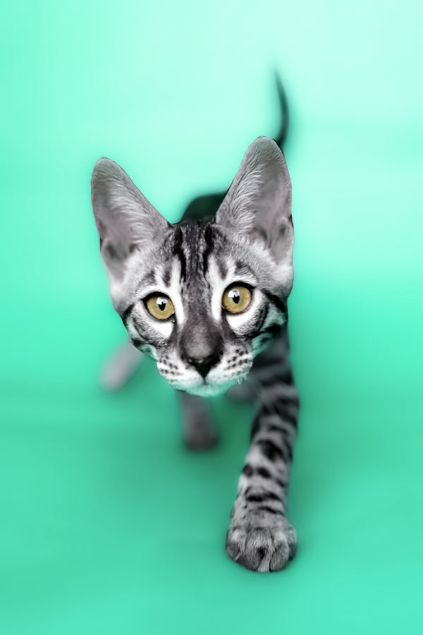 Hermes | Bengal Kitten