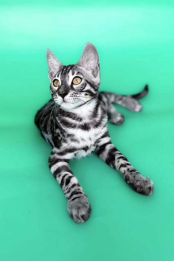 Hermes | Bengal Kitten