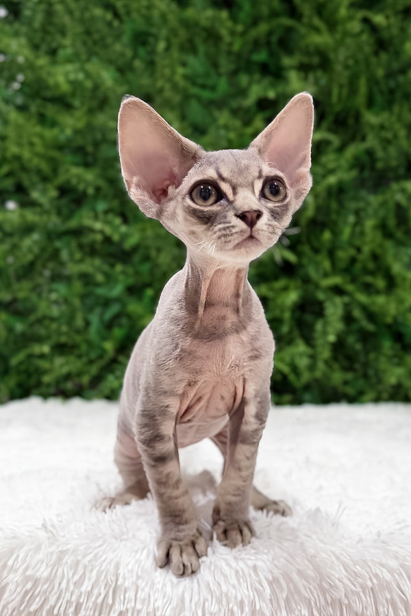 Hermes | Devon Rex Kitten