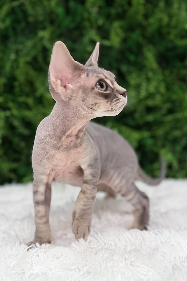 Hermes | Devon Rex Kitten