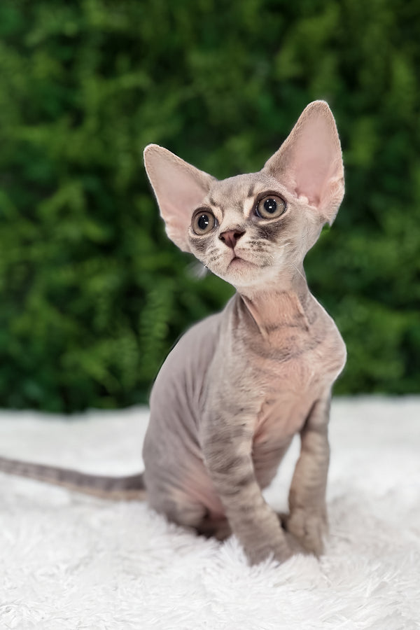 Hermes | Devon Rex Kitten