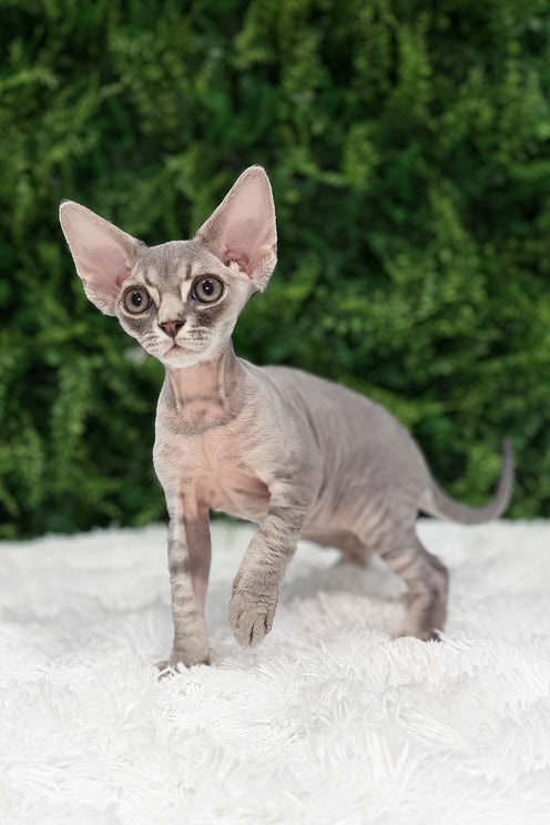 Hermes | Devon Rex Kitten