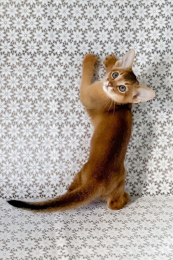 Hermes | Abyssinian Kitten