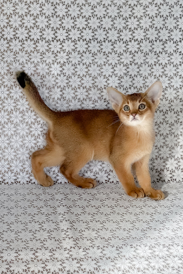 Hermes | Abyssinian Kitten