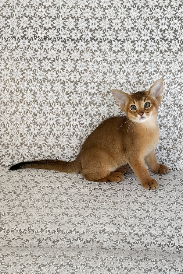 Hermes | Abyssinian Kitten