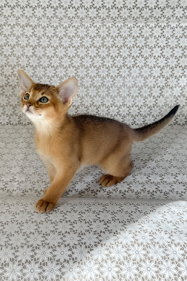 Hermes | Abyssinian Kitten