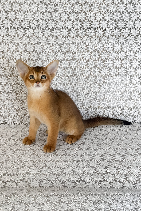 Hermes | Abyssinian Kitten