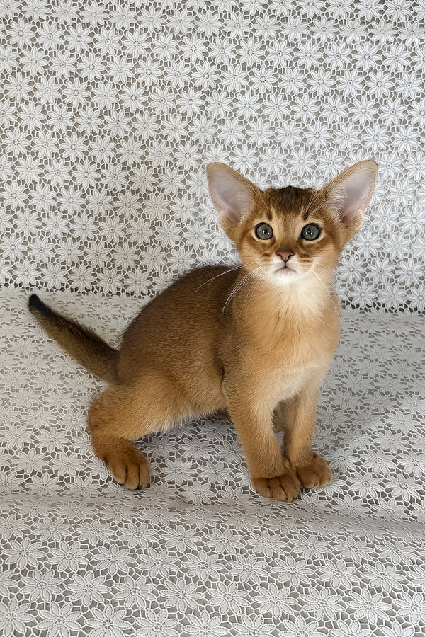 Hermes | Abyssinian Kitten