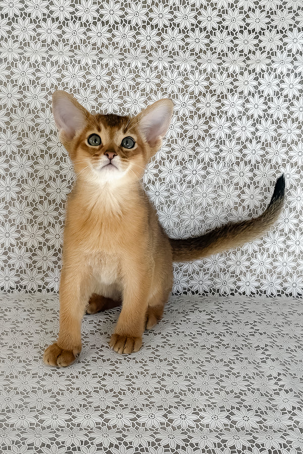 Hermes | Abyssinian Kitten