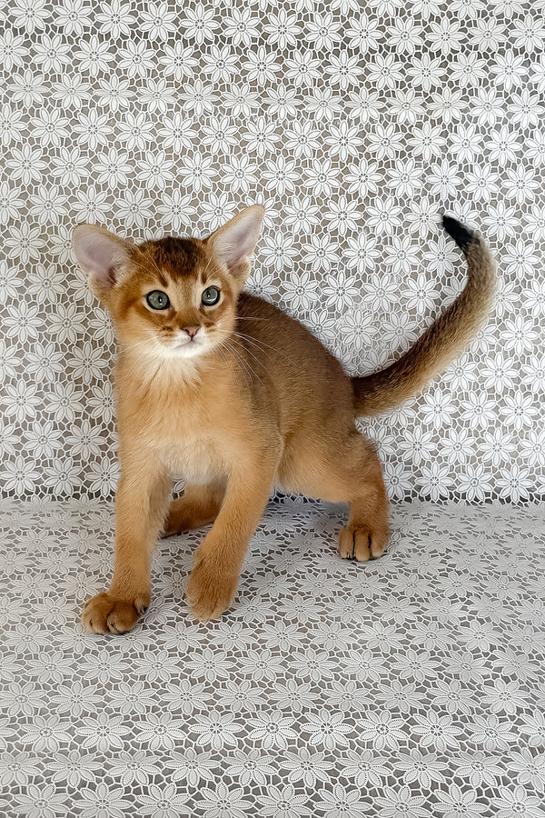 Hermes | Abyssinian Kitten
