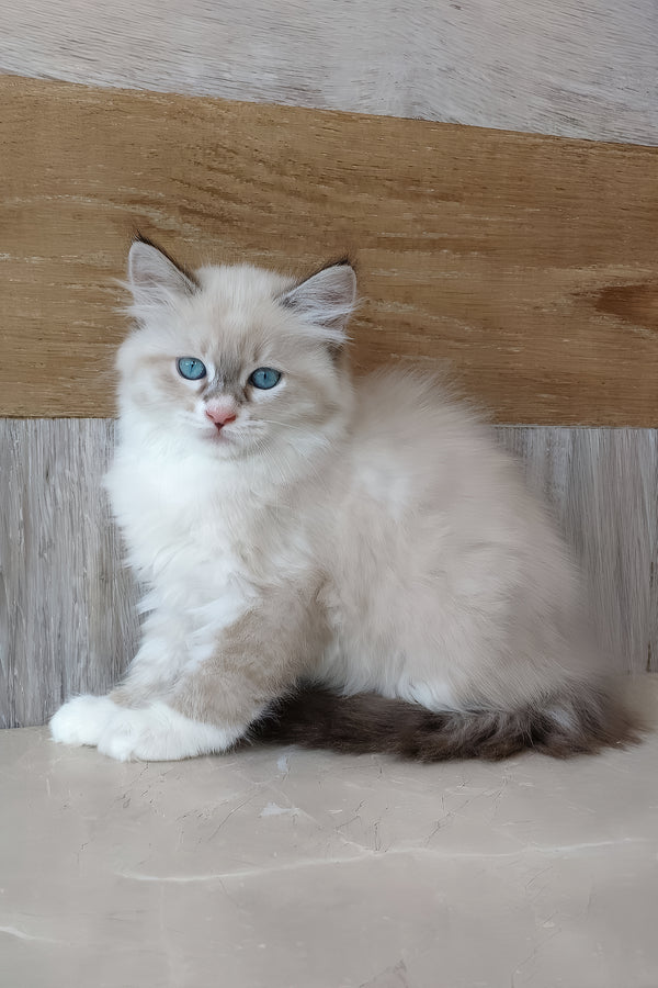 Hilari | Siberian Kitten
