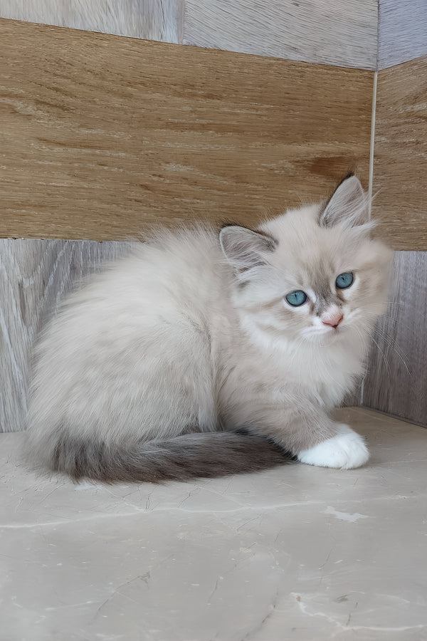 Hilari | Siberian Kitten