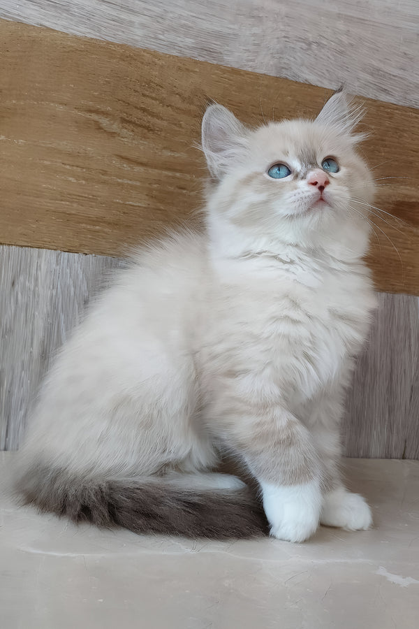 Hilari | Siberian Kitten