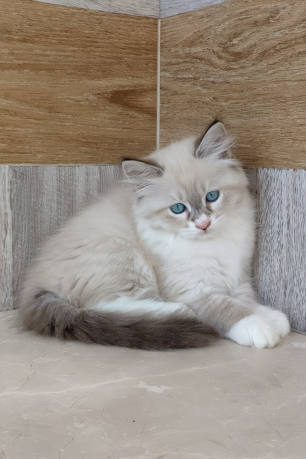 Hilari | Siberian Kitten