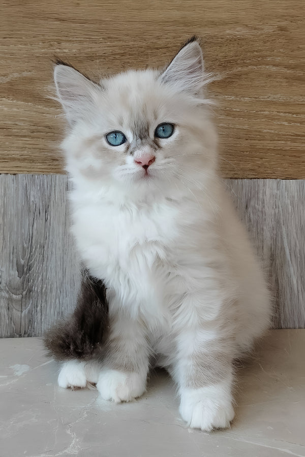 Hilari | Siberian Kitten