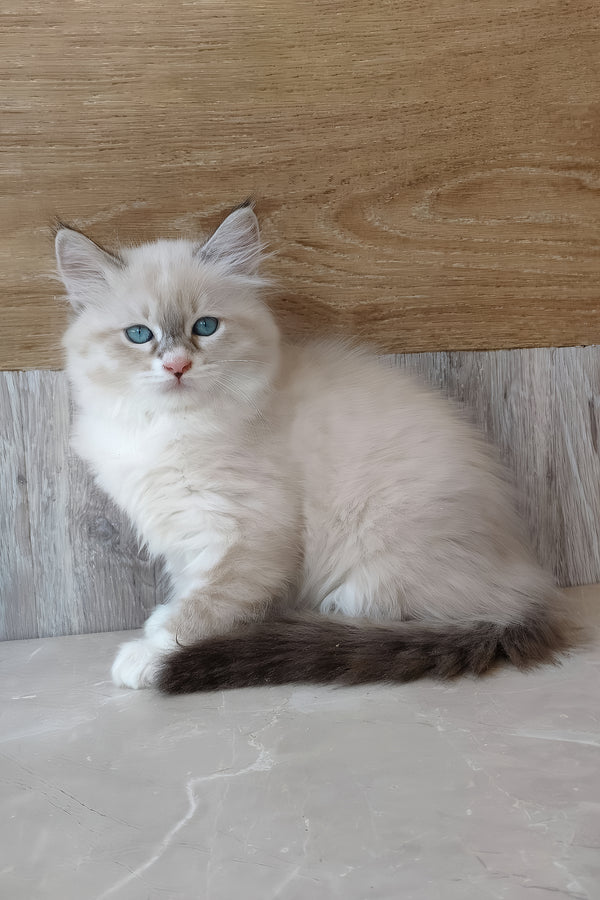 Hilari | Siberian Kitten