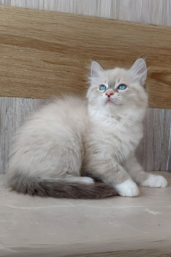 Hilari | Siberian Kitten