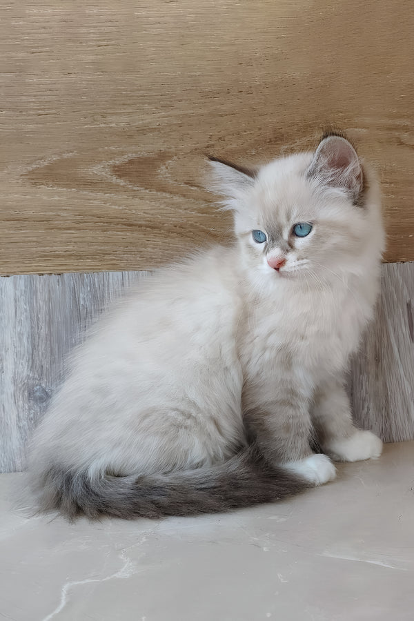 Hilari | Siberian Kitten