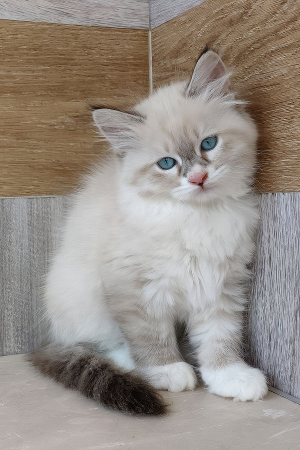 Hilari | Siberian Kitten