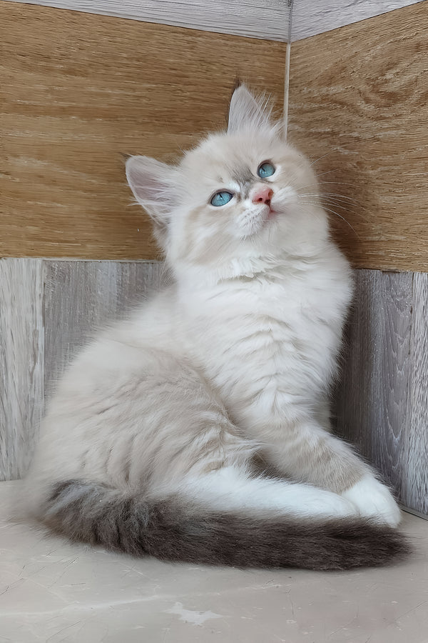 Hilari | Siberian Kitten