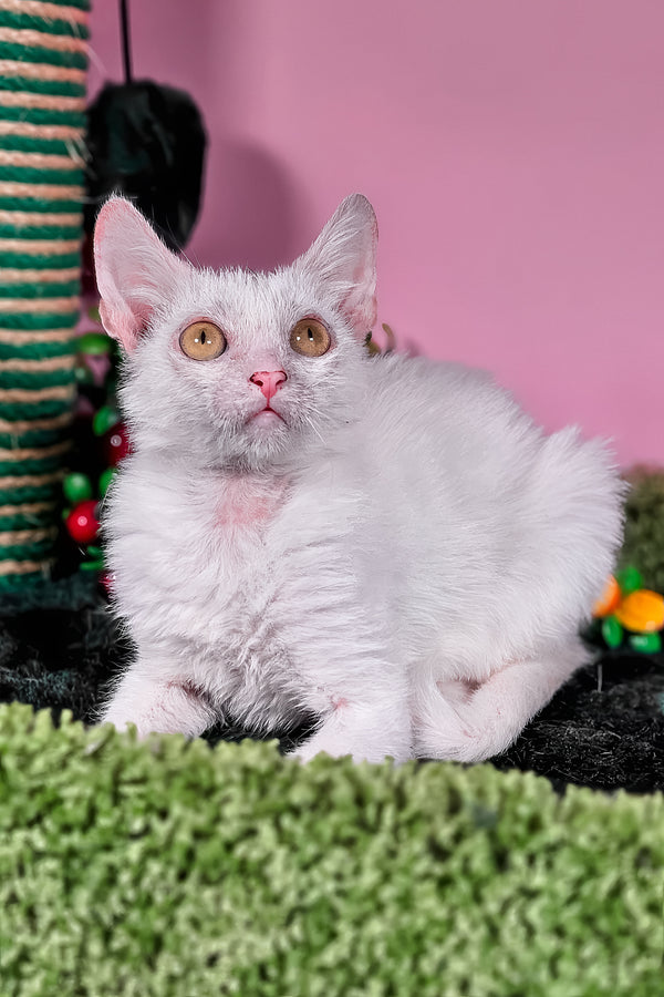 Hilda | Lykoi Kitten