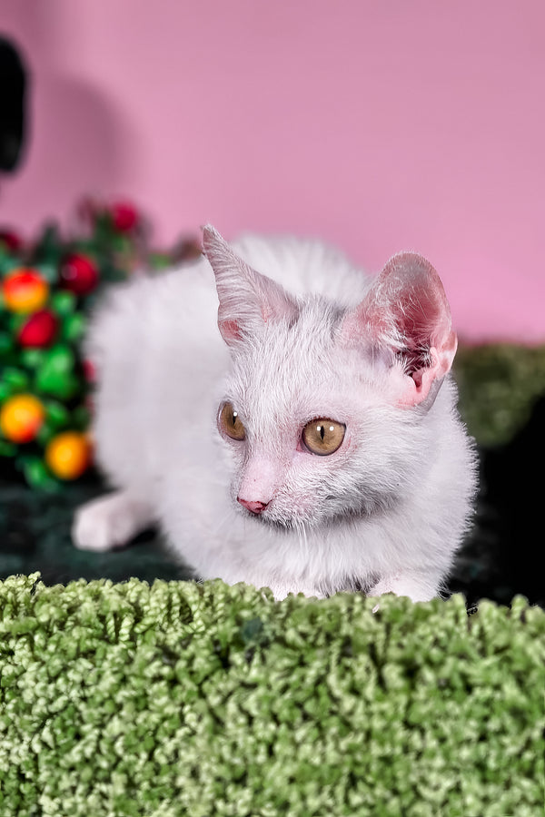 Hilda | Lykoi Kitten