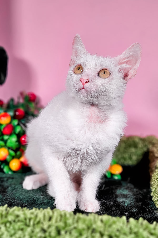 Hilda | Lykoi Kitten