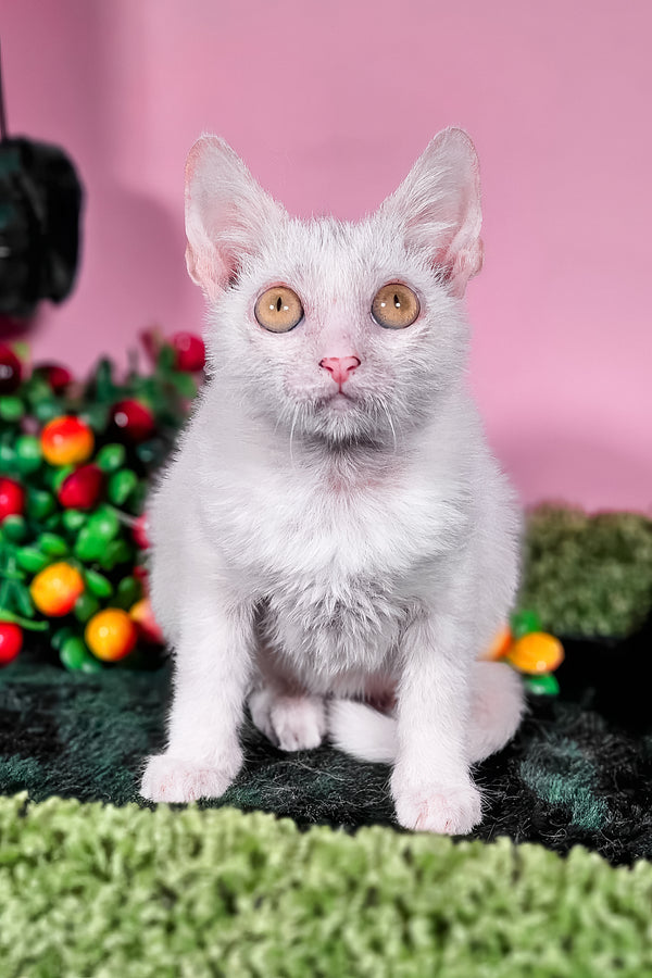 Hilda | Lykoi Kitten