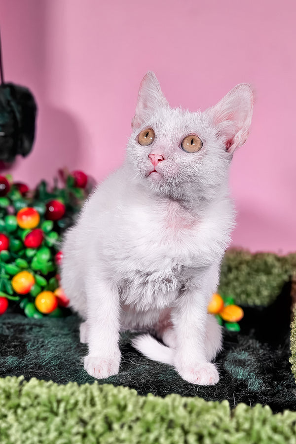 Hilda | Lykoi Kitten