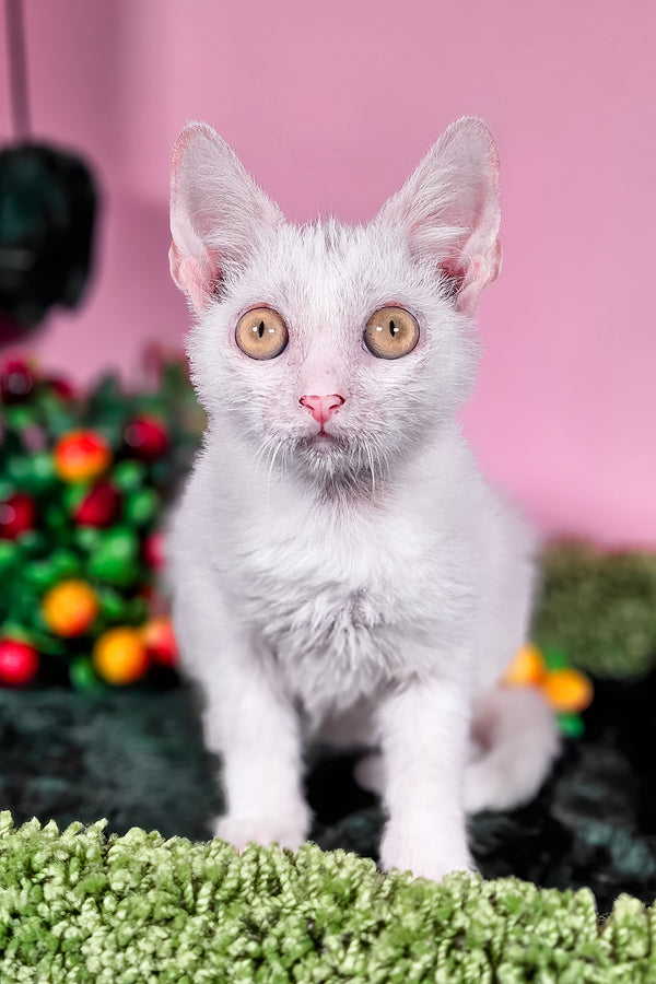 Hilda | Lykoi Kitten