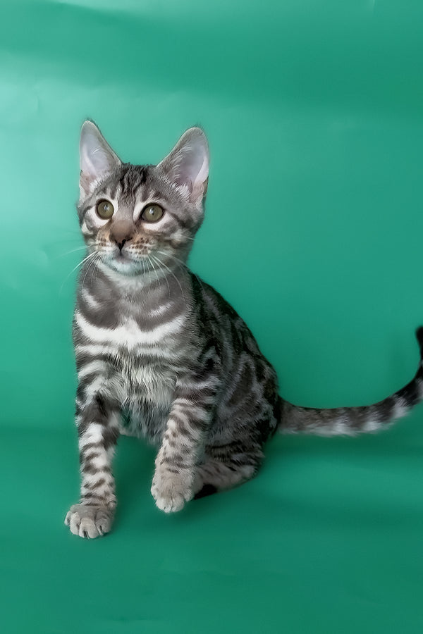 Hilton | Bengal Kitten