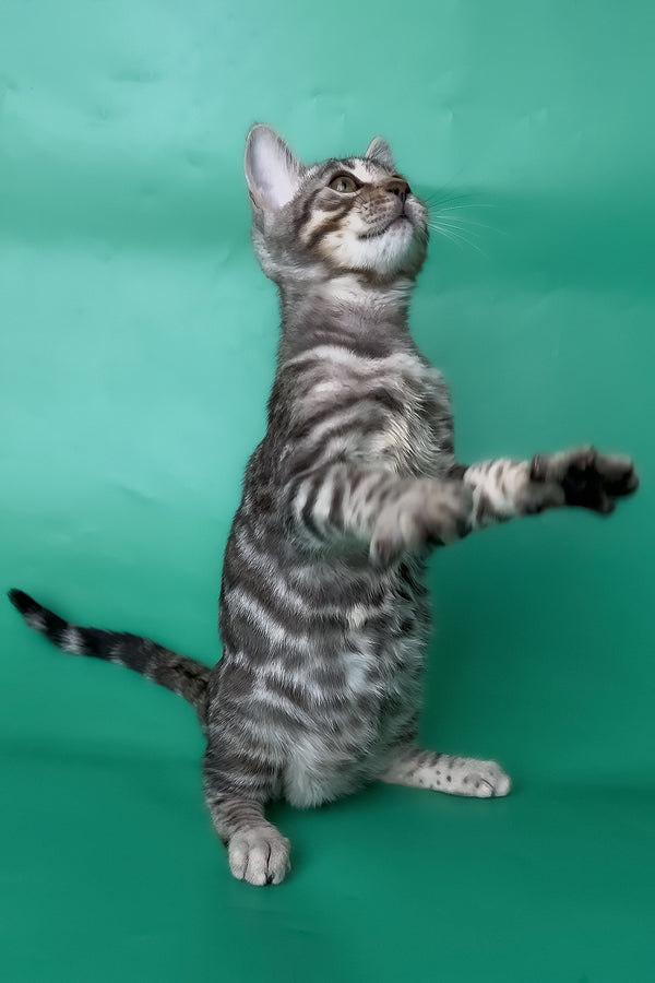 Hilton | Bengal Kitten