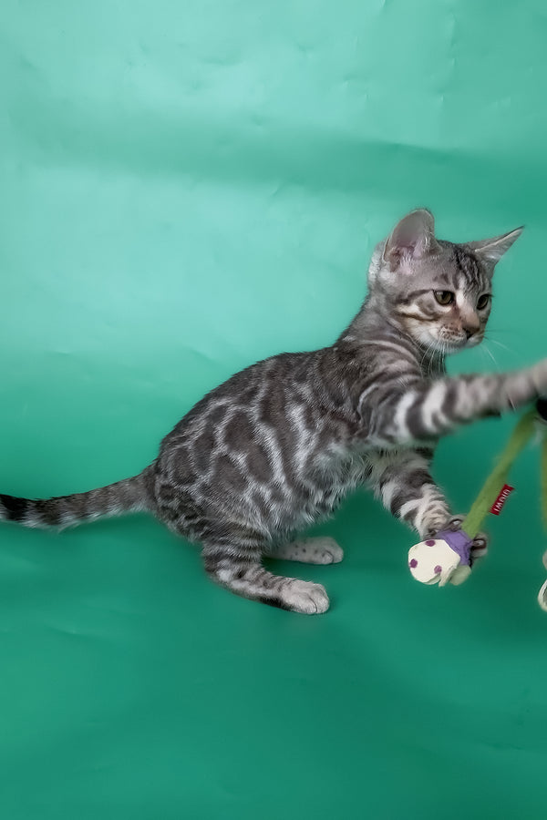 Hilton | Bengal Kitten