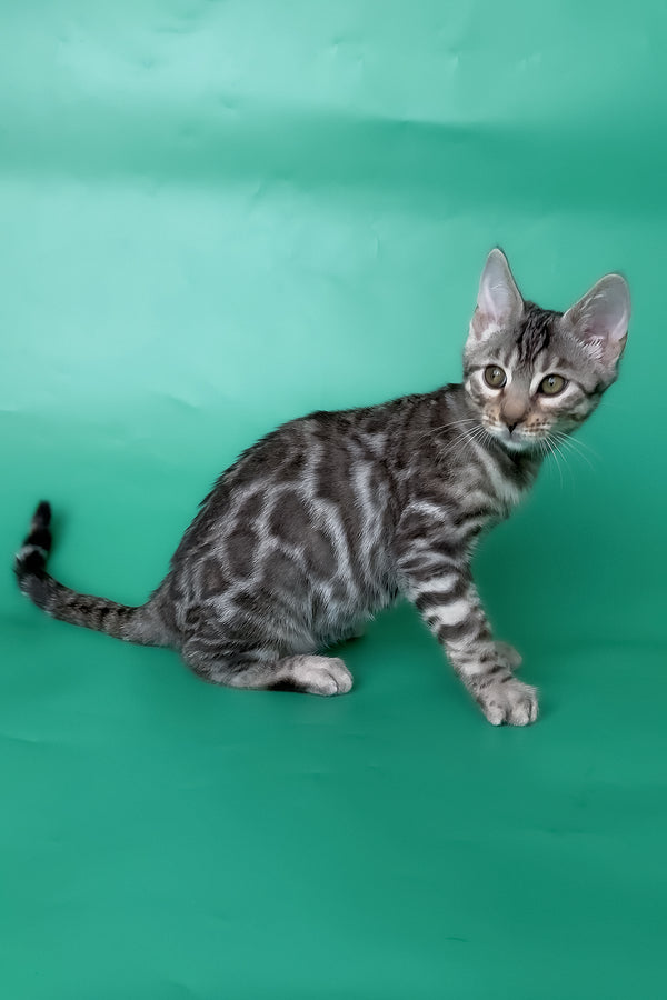 Hilton | Bengal Kitten