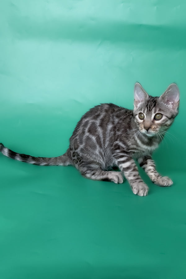 Hilton | Bengal Kitten