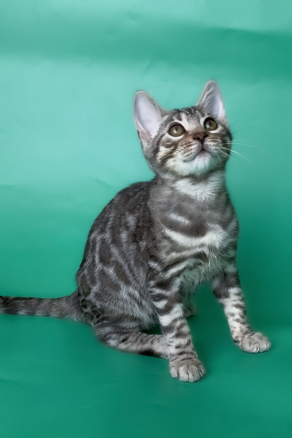 Hilton | Bengal Kitten