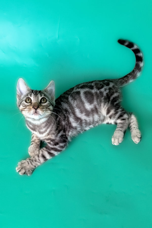 Hilton | Bengal Kitten