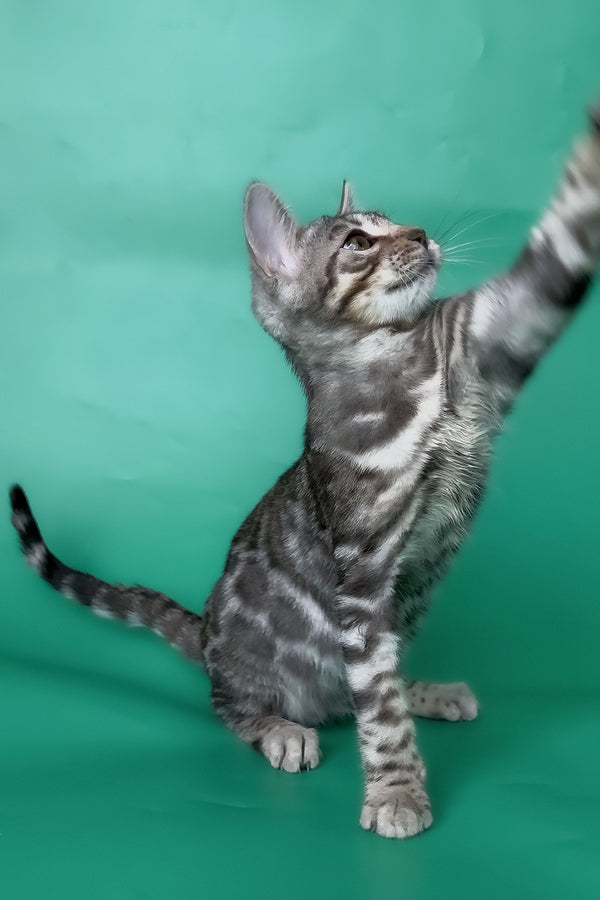 Hilton | Bengal Kitten