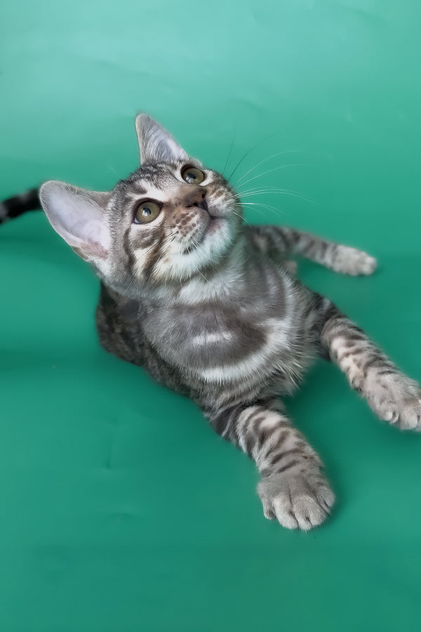Hilton | Bengal Kitten
