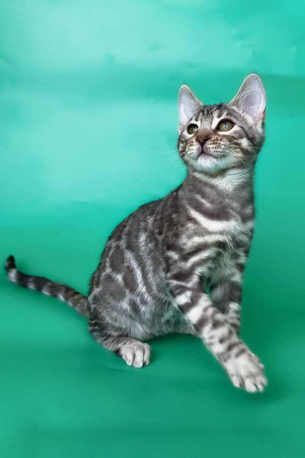 Hilton | Bengal Kitten