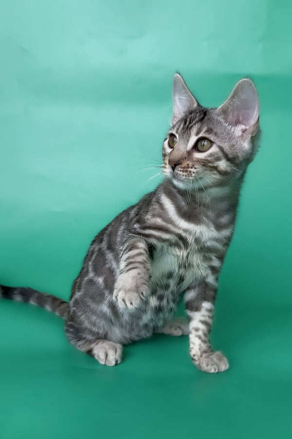 Hilton | Bengal Kitten