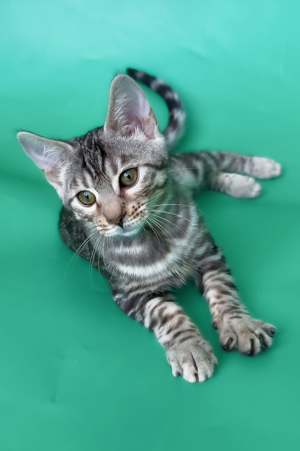 Hilton | Bengal Kitten