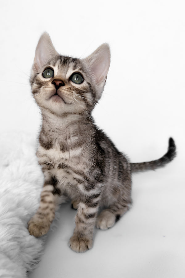 Hilton | Bengal Kitten