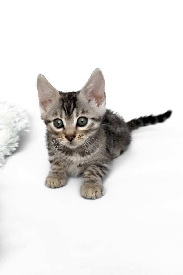 Hilton | Bengal Kitten