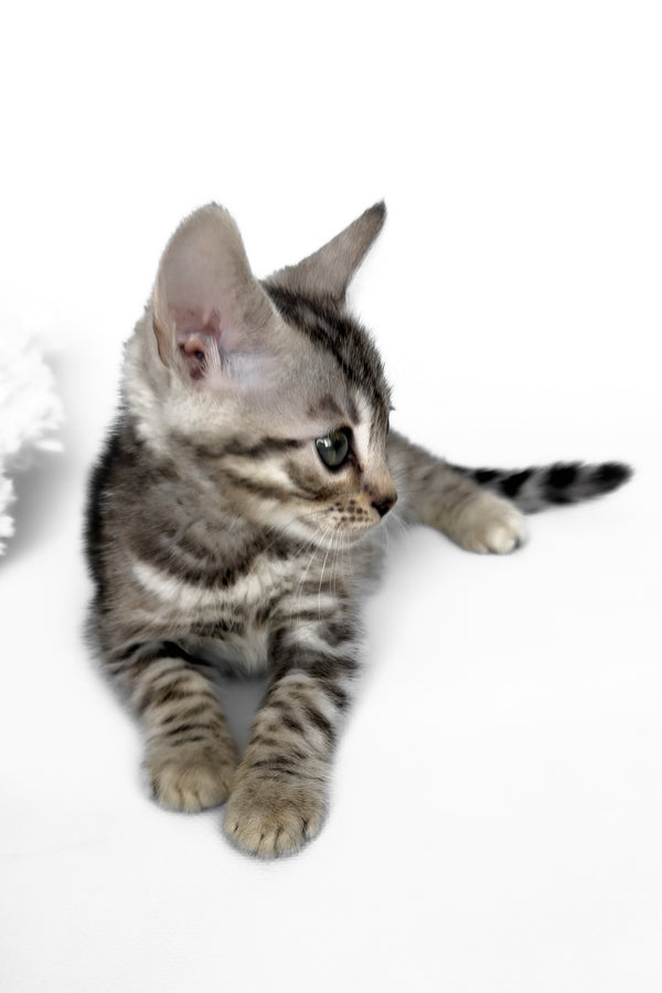Hilton | Bengal Kitten