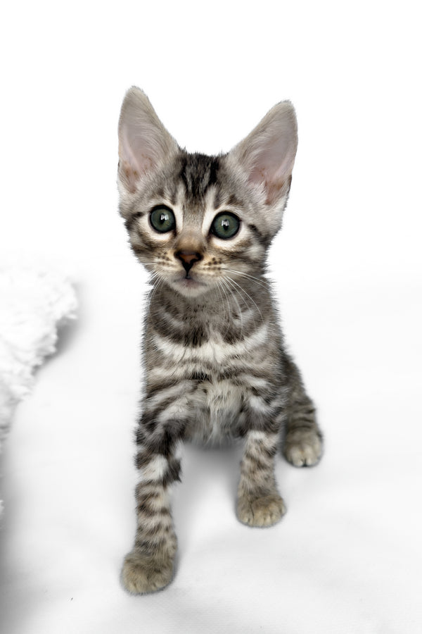 Hilton | Bengal Kitten