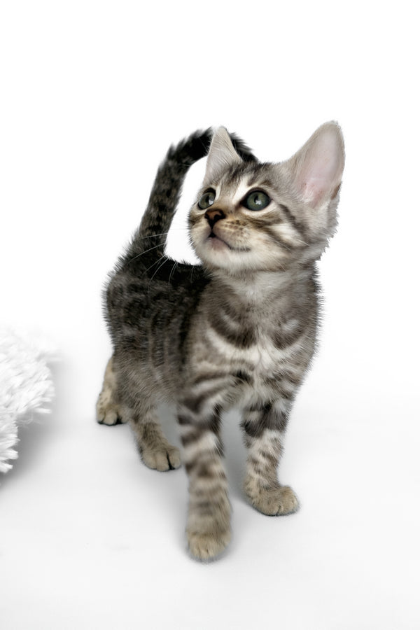 Hilton | Bengal Kitten